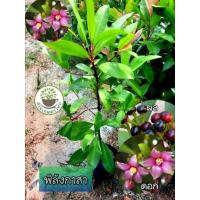 ราคา ต้นพิลังกาสา ราชาสมุนไพร ไม้ทรงพุ่มเตี้ย ปลูกง่าย พิลังกาสา (24818410758)