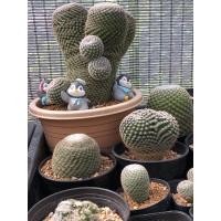 ราคา แมมนกฮูก (Mammillaria Perbella Hildmann ) (5394207676)
