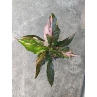 ราคา ต้นโชคเก้าชั้นด่างด่างสวยๆ ชมพูขาว (19851807887)