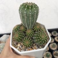 ราคา อิชินอปซิส ฟอร์มกอ แคคตัส พืชอวบน้ำ กระบองเพชร (Echinopsis sp.) (4489208735)