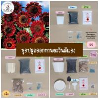 ราคา LXG : ชุดปลูกดอกทานตะวันสีแดง Red Sunflowers ชุดพร้อมปลูกดอกทานตะวันสีแดง ทานตะวันสีแดง (25651638540)
