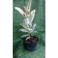 ราคา ต้นยางอินเดีย (ด่าง) (15980041290)