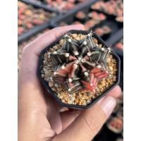 ราคา ยิมโนด่างไม้เมล็ดชมพูโอรส (8189753902)