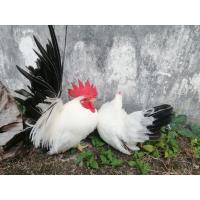 ราคา ไข่เชื้อไก่แจ้ขาวหางดำ(ขาสั้นตอ) (24665831996)