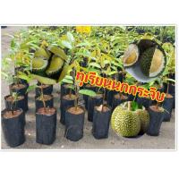 ราคา ทุเรียนนกกระจิบ (สวนเขาหมาก) เนื้อทุเรียนสวยแน่น ผลเล็กสวย จำนวนผลมาก ไม้เศรษฐกิจในอนาคต ขนาดลำต้น 40-70 ซ.ม. (1 ต้น/แพ็ (3640403257)