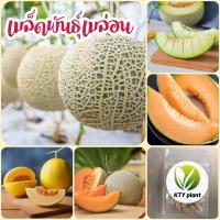 ราคา เมล่อน เมล็ดพันธุ์เมล่อน 5 เมล็ด (27307701040)