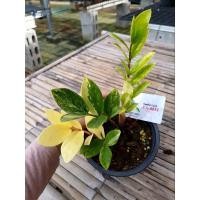 ราคา กวักมรกตด่าง/กวักมรกต (18747056223)