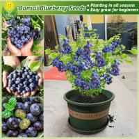 ราคา เมล็ดพันธุ์ บลูเบอร์รี่ ต้นบลูเบอร์รี่ บรรจุ 30 เมล็ด Blueberry Seeds เมล็ดพันธุ์ผลไม้ ต้นผลไม้ ต้นไม้แคระ พันธุ์ไม้ผล (28860403877)