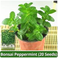 ราคา เมล็ดพันธุ์ สะระแหน่ เมล็ดสะระแหน่ บรรจุ 20เมล็ด Bonsai Peppermint Seeds เมล็ดดอกไม้ พืชไล่ยุง ผักสวนครัว เมล็ดพันธุ์ผัก (28209453939)