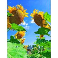 ราคา เมล็ดพันธุ์ทานตะวัน100เมล็ด(อะควอร่า6)โชว์ดอกใหญ่สวยงาม ทนแล้ง ให้ผลผลิตสูง (7448313768)