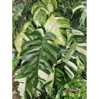 ราคา อิพิด่างขาว ข้ออิพิด่างขาว ไม้ฟอกอากาศ (26014413882)