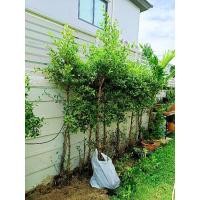 ราคา ไทรเกาหลี 2 เมตร ขุดราก พร้อมปลูก (24481599410)