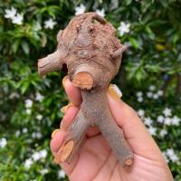 ราคา กาฝากไม้พยุง ไม้มงคลสำหรับบูชา สรรพคุณ ส่งเสริมความมงคลเจริญรุ่งเรือง ทำอะไรสำเร็จสมปรารถนา เมตตามหาเสน่ห์ ค้าขายดี (29409803525)