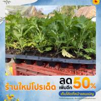 ราคา ต้นกล้าเก็กฮวยชุดละ 20 ต้น (18017171260)