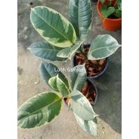 ราคา ต้นยางอินเดียใบด่าง☘☘ (13948213672)