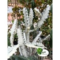 ราคา ยูโฟเบีย แลคเทีย ไวท์โกส (Euphorbia Lactea White Ghost) กิ่งสด (7079380070)