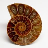 ราคา หอยแอมโมไนต์ Ammonite shell fossil หอยล้านปี แอมโมไนต์ หินแห่งความสมบูรณ์ หอยแอมโมไนต์ผ่าครึ่งตัว หอยล้านปี คตหอย (29159052501)