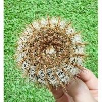 ราคา พร้อมส่งแคคตัสสายพันธุ์โนโต ตัวหายาก‼️(Notocactus)Parodia schlosseri (25600080117)