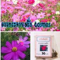 ราคา เมล็ดพันธุ์ ดอกไม้ ดอกดาวกระจาย ฝรั่งต้นเตี้ย(Dwarf cosmos) เมล็ดดาวกระจาย ดาวกระจาย คละสี(10แถม1คละอย่างได้) (4632257468)