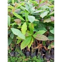 ราคา ต้นจิกน้ำ ต้นกระโดนน้ำ(1ชุด2ต้น100)(รับประกันสินค้าชำรุดเคลมฟรี) (13179223468)