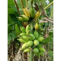 ราคา หน่อกล้วยทองเงย/กล้วยสายพันธุ์โบราณหาทานยาก (27723815122)