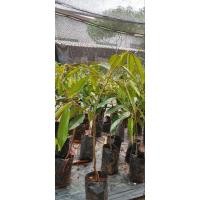 ราคา ต้นกล้าทุเรียนหมอนทองเสียบยอด (24251375410)