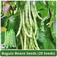 ราคา เมล็ดพันธุ์ ถั่วแขก สีเขียว 20 เมล็ด เมล็ดพันธุ์ผัก เมล็ดพันธุ์แท้ OP ผักสวนครัว ผักสด ผักออร์แกนิก พันธุ์ผัก เมล็ดผัก (28973848315)