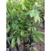 ราคา ต้นเงาะสีทองกิ่งตอน พร้อมปลูก (27157974725)