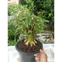 ราคา ชวนชม สายราชินีพันดอก รากกึ่งธรรมชาติ (ล้างราก ตัดใบส่งนะคะ ไม่ได้ส่งทั้งกระถาง) (7844586610)