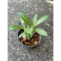 ราคา ต้นชวนชม ต้นกล้าชวนชม ต้นเล็ก โตเร็ว จัดส่งพร้อมกระถาง2นิ้ว (29462848504)