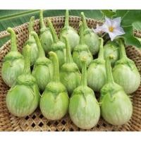 ราคา เมล็ดมะเขือเปราะเจ้าพระยา เมล็ดพันธุ์มะเขือเปราะ มะเขือเปราะ 300-500เมล็ด (3783016248)