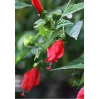 ราคา ขายต้นชบาหนูสีแดง,ชบาหลอด ,ชบาร่ม ไม้โบราณหายากกระถาง6นิ้วต้นแข็งแรงพร้อมปลูก รับประกันเสียหายจากขนสงเคลมฟรีค่ะ (27769556365)