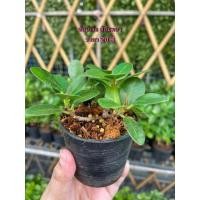 ราคา ต้นช้อนเงินช้อนทอง ไม้มงคลนำโชค พร้อมกระถาง (8590414509)