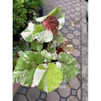 ราคา ต้นโพธิ์ 7 สี หรือ ต้นโพธิ์ทะเลด่าง (Thespesia Populnea Variegated)☘กระถาง 3 นิ้วน่ารักๆ (10236695033)