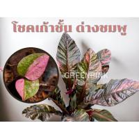 ราคา โชคเก้าชั้น ด่างชมพู โชค9ชั้น โชค 9 ชั้น (21385140799)