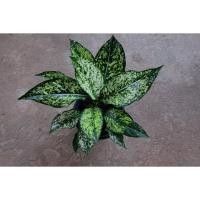 ราคา ต้นเพชรน้ำหนึ่ง พร้อมส่ง (4770621176)