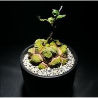 ราคา Dioscorea Elephantipes​ ต้นกระดอง​เต่า​ (5902083901)