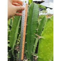 ราคา คัดตอคุณภาพดี ตอสามเหลี่ยม 12 นิ้ว ตัดสด Cactus แคคตัส กระบองเพชร ราคาถูก สามเหลี่ยม 3เหลี่ยม ตอ ตลาดตอ ตอกราฟ (10229766362)