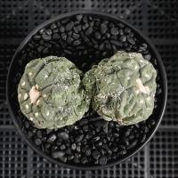 ราคา กระบองเพชร แอสโตรไฟตัม แอสโตรแฝดกิ๊กโกะลิซาร์ดสกิน (ส่งเคาะราก) (23414362527)