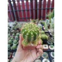 ราคา ดาวล้อมเดือน แคคตัส Echinopsis calochlora (4383758353)
