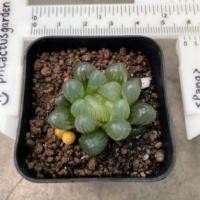 ราคา ฮาโวเทีย หยดน้ำ ขนาด 4-5 cm (15726883601)