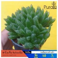 ราคา ต้นไม้อวบน้ำ ฮาโวเทีย ซิมบิฟอร์มิส Haworthia cymbiformis #succulent #ฮาโวเทีย #กุหลาบหิน (4476501238)