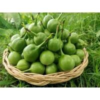 ราคา ราชินีผักป่า (ผักสาบหรือผักอีนูน) (28374150873)