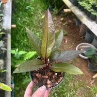 ราคา ต้นโชคเก้าชั้นดำ(เชื้อด่าง) ต้นหน้าวัวใบ โชค 9 ชั้น กระถางขนาด 4 นิ้ว ไม้เมล็ด (23736946331)