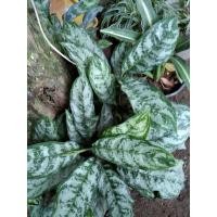 ราคา เขียวหมื่นปี รากเปลือย พร้อมลงกระถาง (7353774392)