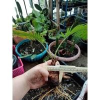 ราคา ปรงเขาชะเมา ปรงป่า 4-5 เซนติเมตร แรงมินิมอล สินค้าพร้อมส่ง (17863854061)