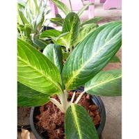 ราคา ไม้มงคลคฑาทอง ไม้มงคลไม้ฟอกอากาศ (24214039473)