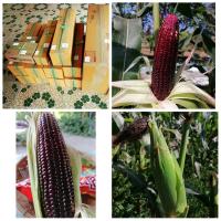 ราคา (3โล) ข้าวโพด สดๆหักจากต้น หวานแดง ราชินี ทับทิมสยาม เบนซ์ (9002286436)