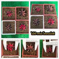 ราคา ยิมโนชำหน่อโคลนมัลติ4กระถางราคาถูกด่างแดงดำด่างไล่กำลังครบขนาด3cm (16962046092)