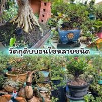 ราคา ไม้วัตถุดิบทำบอนไซหลากหลายชนิดโมกหนูลา เพรมน่า ปอทะเล (25239802113)